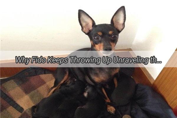 Why Fido Keeps Throwing Up Unraveling the Mystery Behind Your Poochs Frequent Vomiting